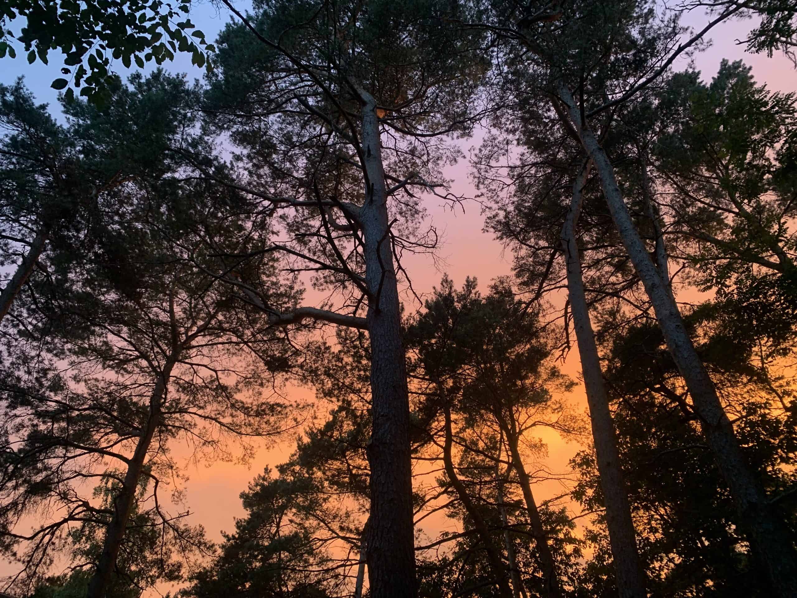Bospark Langeloërduinen